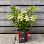 Hortenzia metlinatá (Hydrangea paniculata) ´LIVING COLOURFUL COCKTAIL´® by LIVING CREATIONS® - výška 20-30 cm, kont. C2L